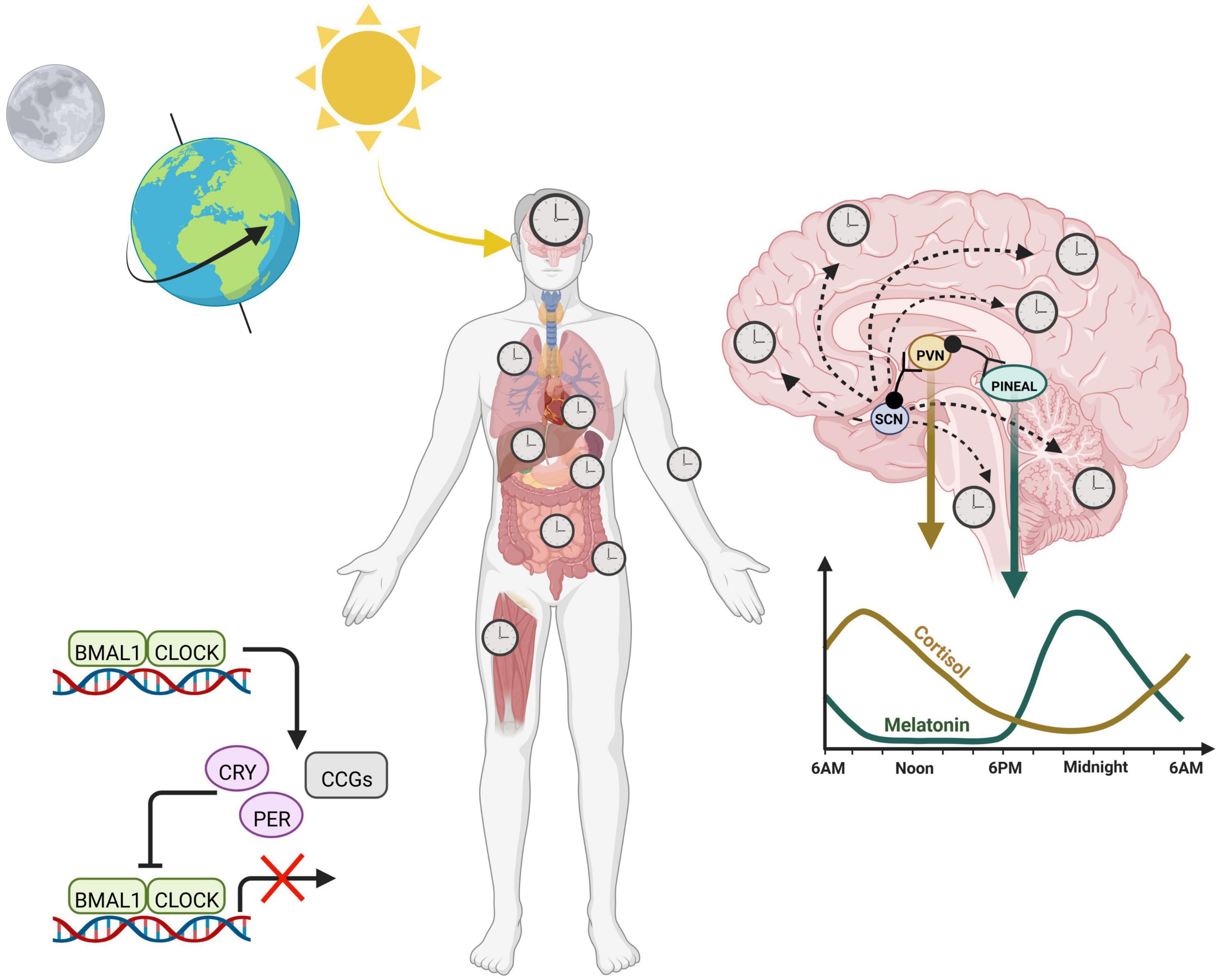 Circadian rhythms as modulators of brain health during development and throughout aging
